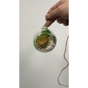Mini Jungle Terrarium with Tillandsia Air Plant